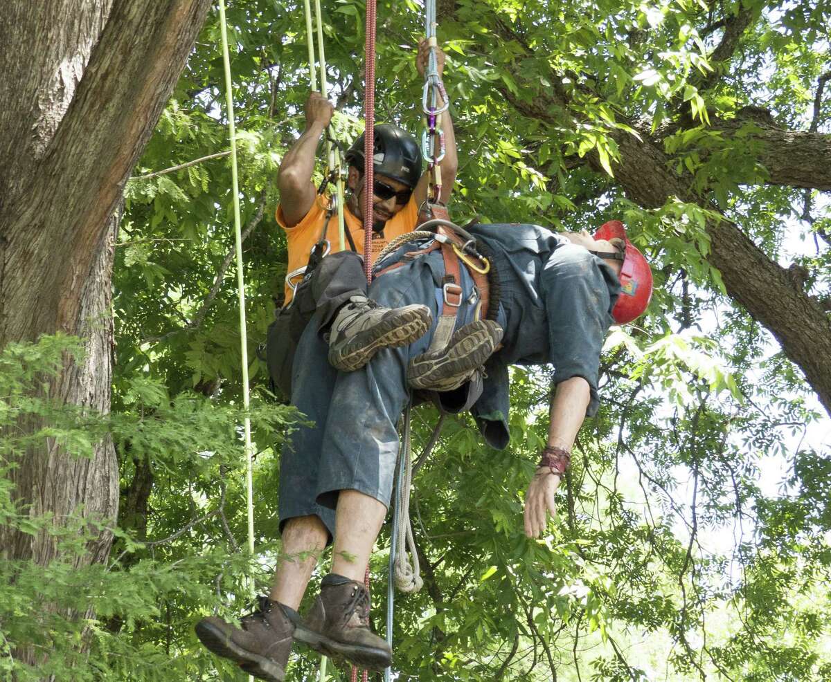 2014 Texas Tree Climbing Championship