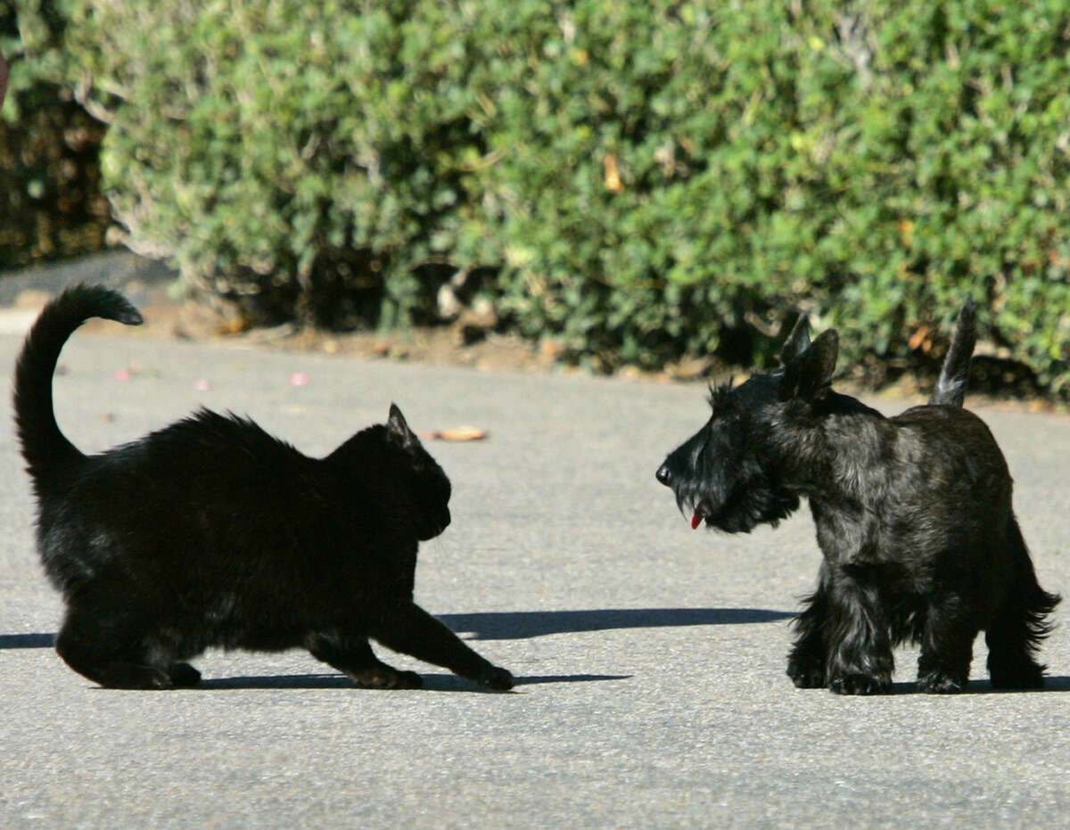 Bush pets India and Miss Beazley square off during their White House days. Miss Beazley has died.