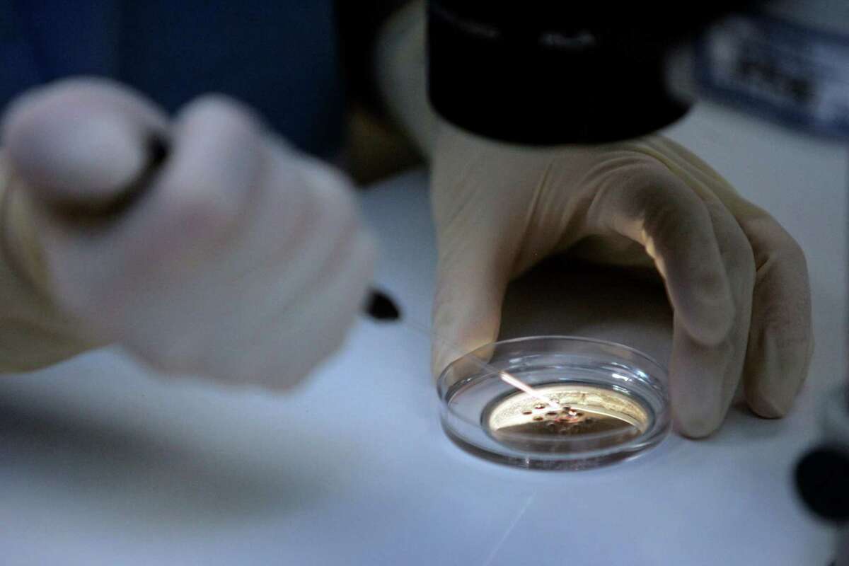 Dr. Shehua Shen, director of the UCSF embryology lab, demonstrates how sperm is introduced to collected ova to create embryos before they are placed under high-powered microscope for fertilization. New research shows men with fertility problems are likely to die earlier than men without them.