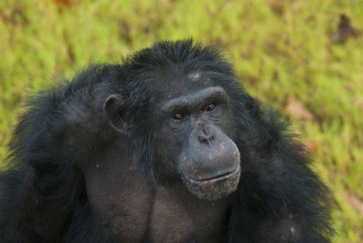 monkey chimpanzee
