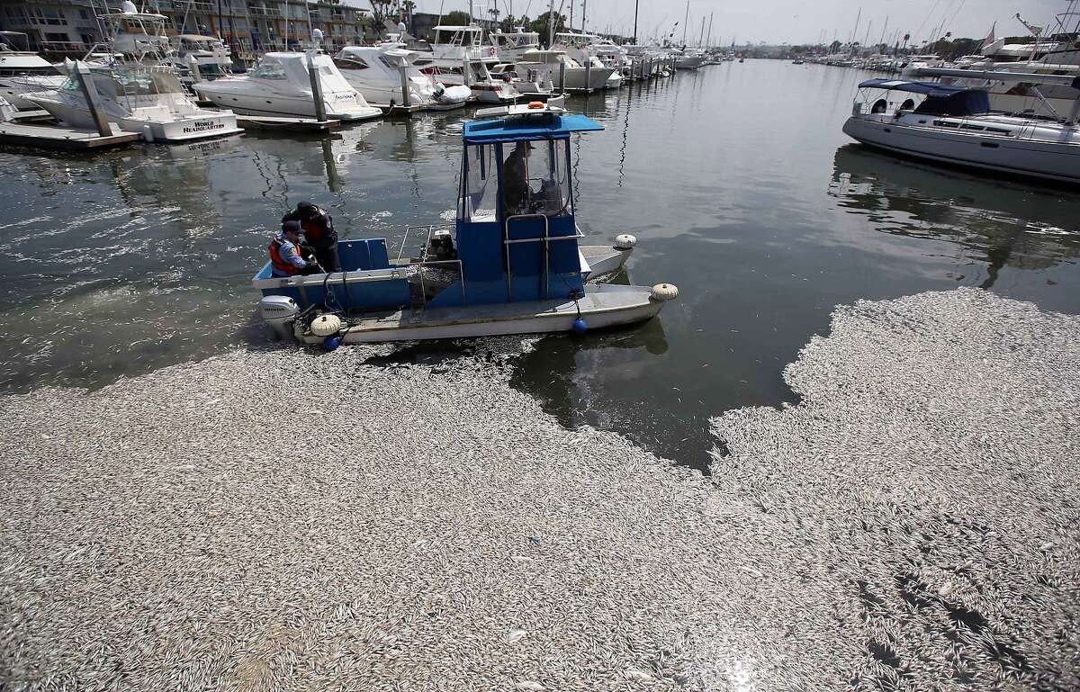 Anchovy dieoff causes disruption in Santa Cruz harbor
