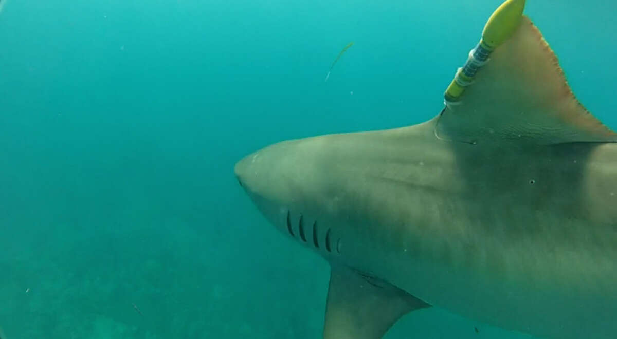 Huge mako shark caught in the Gulf