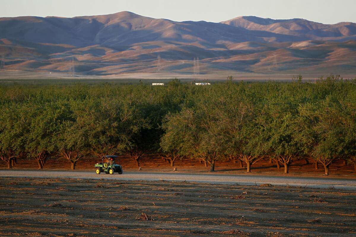 A block of live almond trees is visible next one that formerly held live ones March 14, 2014 on the land of Baker Farming in Firebaugh, Calif. Barry Baker decided late last year to pull up 1,000 acres of his almond trees to save water during the drought.