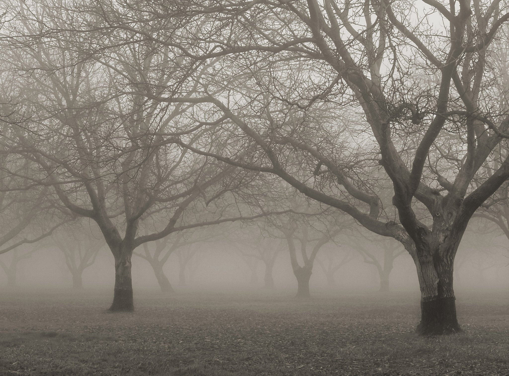 Drop in air pollution led to decline in California s tule fog