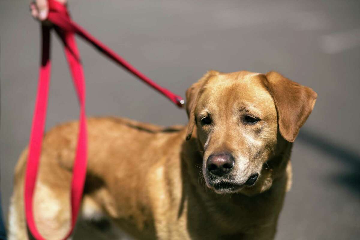 seattle-s-top-dog-names-and-assorted-awesome-ones