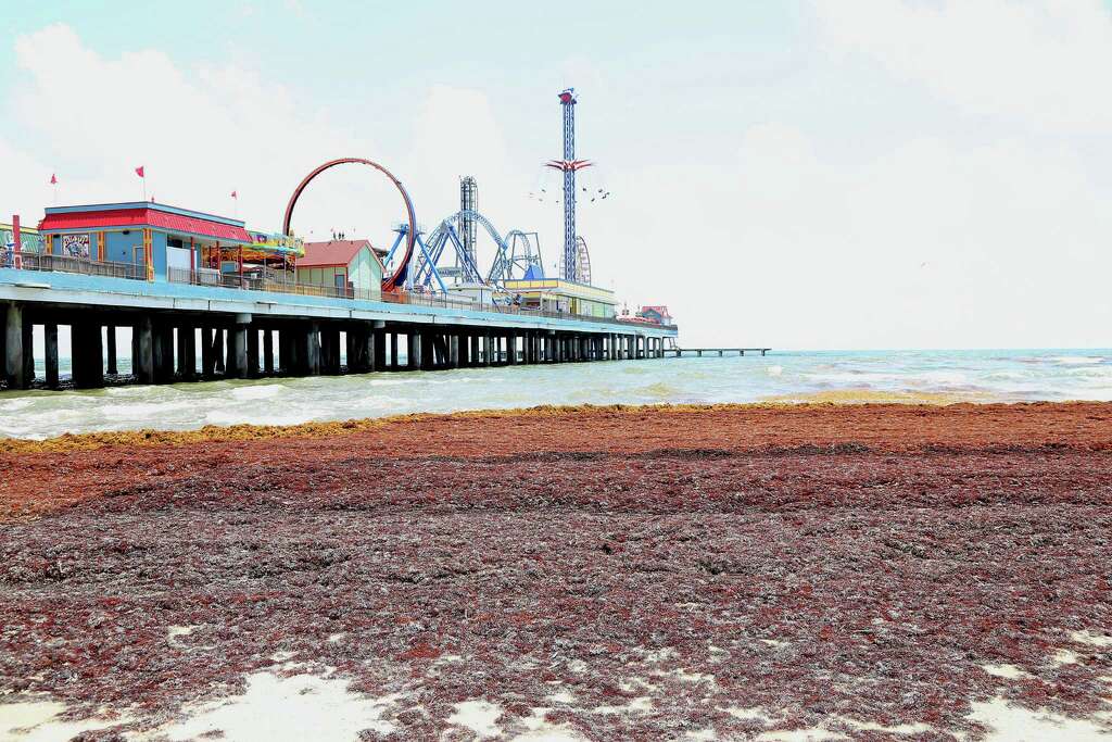Report Identifies Frequently Contaminated Beaches In Houston 25th Street Galveston Island10 Percent Of Water Samples Exceeded The National Safety Threshold For Enterococcus Quintana Beach