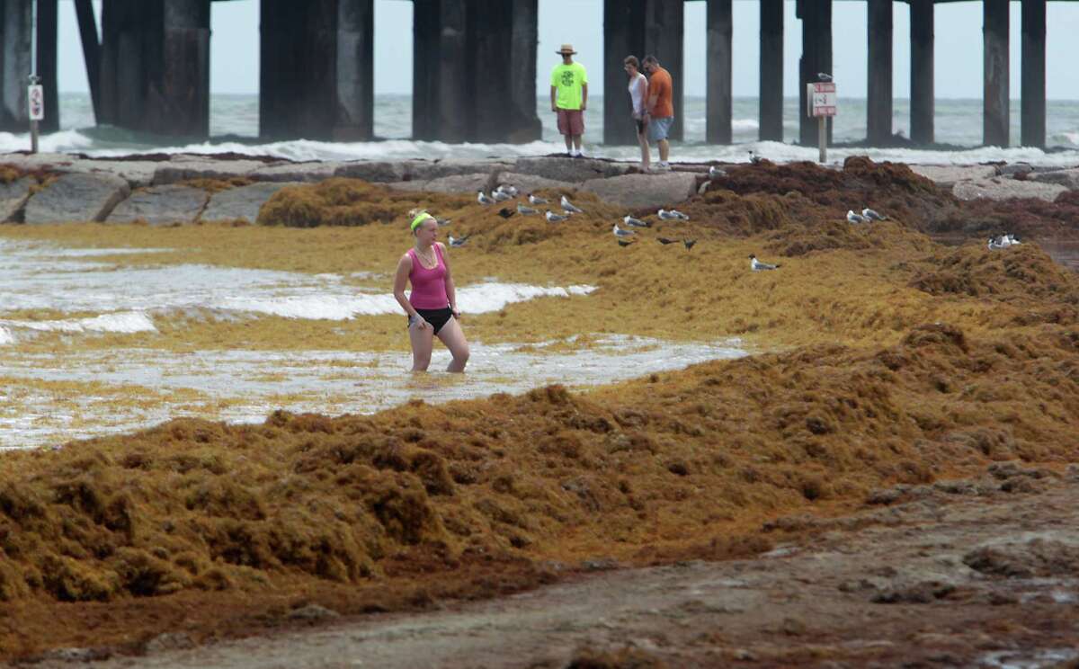 Tourists grumble as beach seaweed cleanup continues