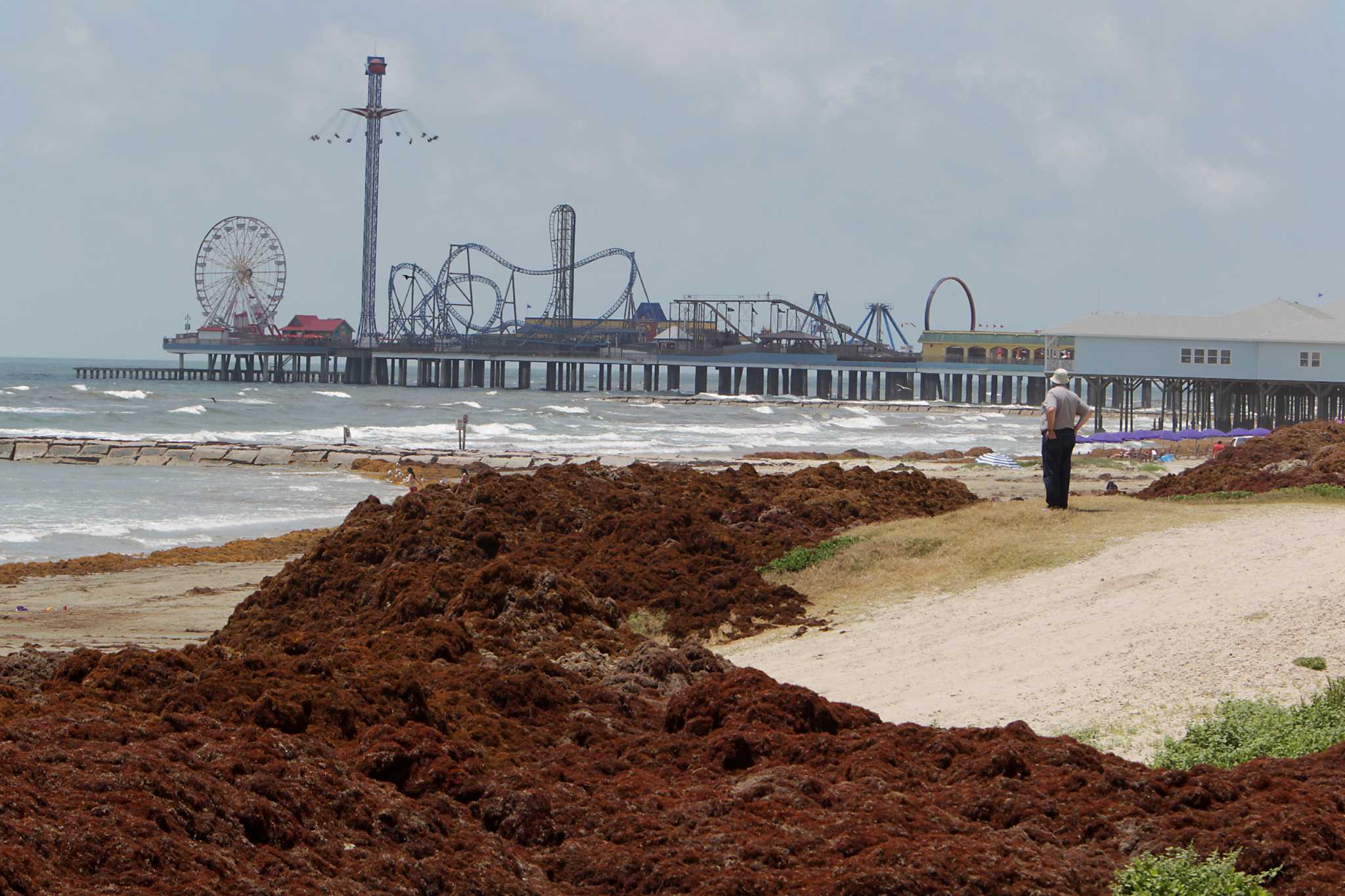 Tourists grumble as beach seaweed cleanup continues
