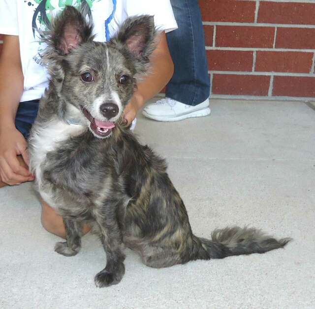 italian greyhound papillon mix