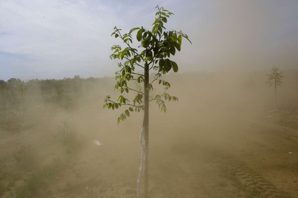 California: In this May 2, 2014 photo, dust rises around a walnut tree as a worker mows weeds in Gridley, Calif. 