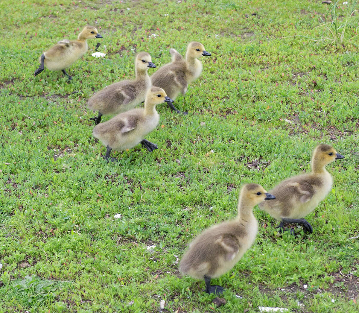 A group of baby geese at Cummings Park in Stamford, Conn., on Saturday, May 24, 2014.