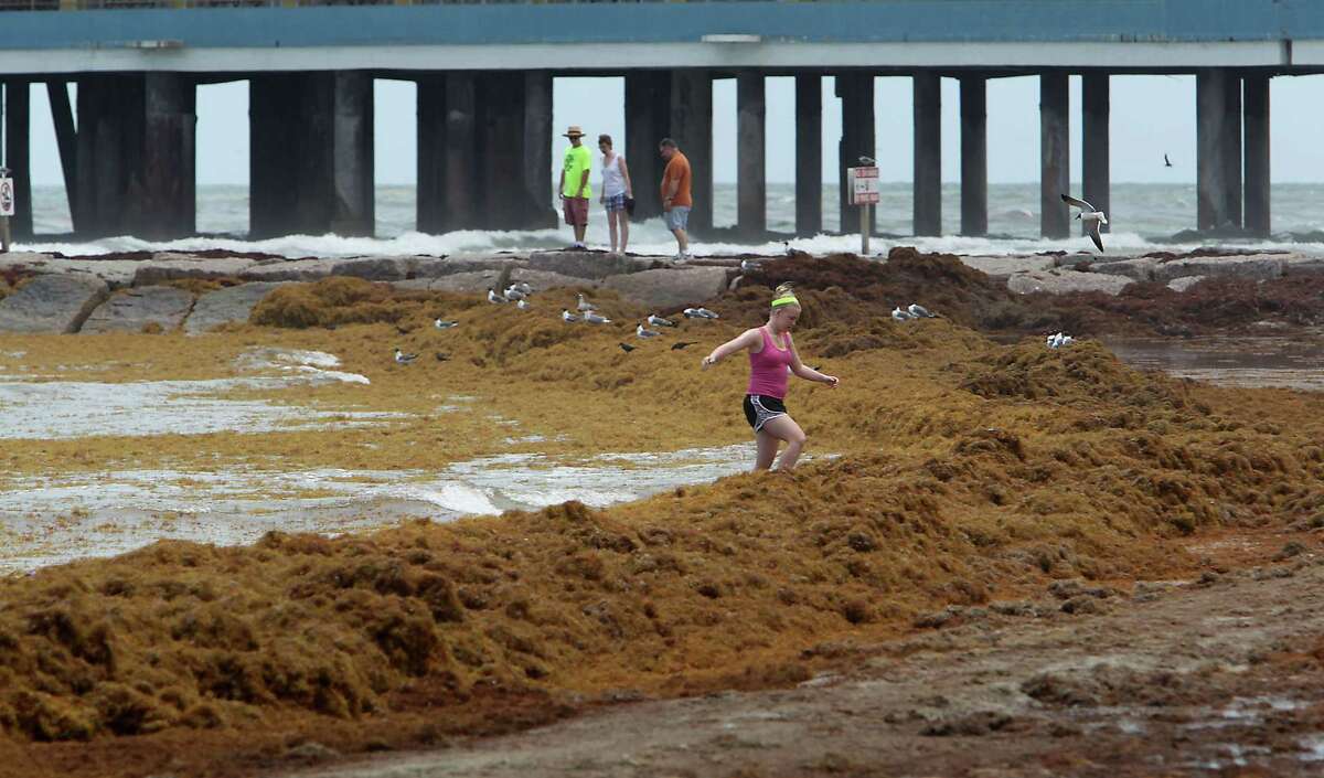 Seaweed isn't taking a holiday, but Galveston beachgoers don't care