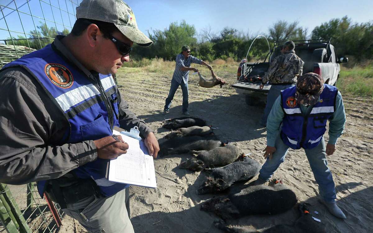 Leonel Duran, an animal control agent for the Mexican state of Chihuahua, takes notes on hogs that were trapped and killed on a farm just outside Ojinaga, where the creatures are destroying crops.