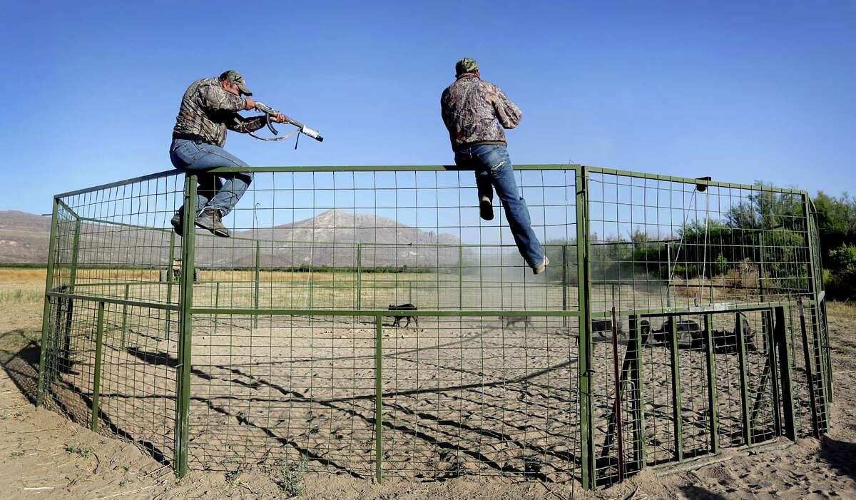 Exotic animal control agents take aim at trapped feral hogs on a ranch just outside Ojinaga, MX. Tuesday, May 13, 2014.