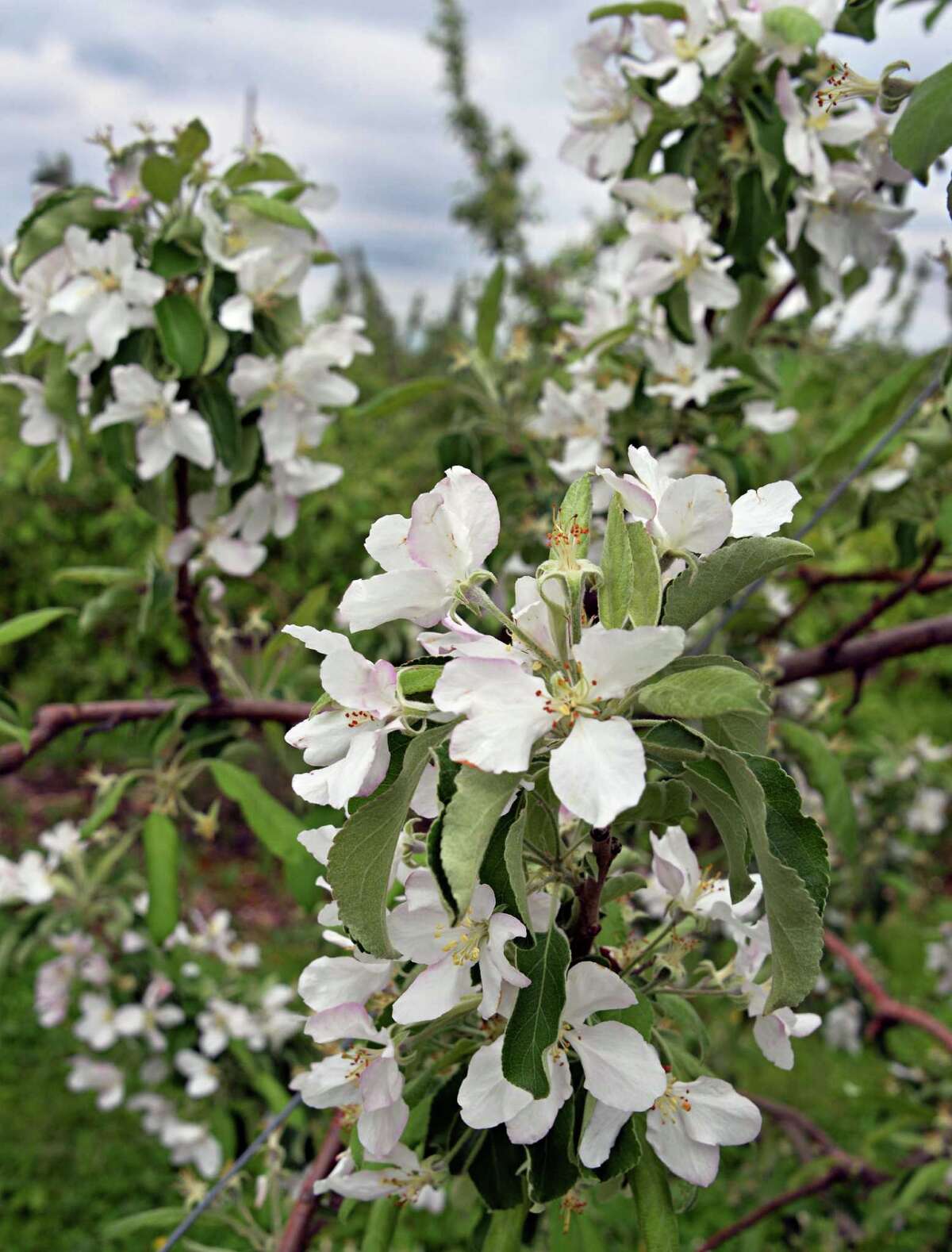 Crops rebound from cold