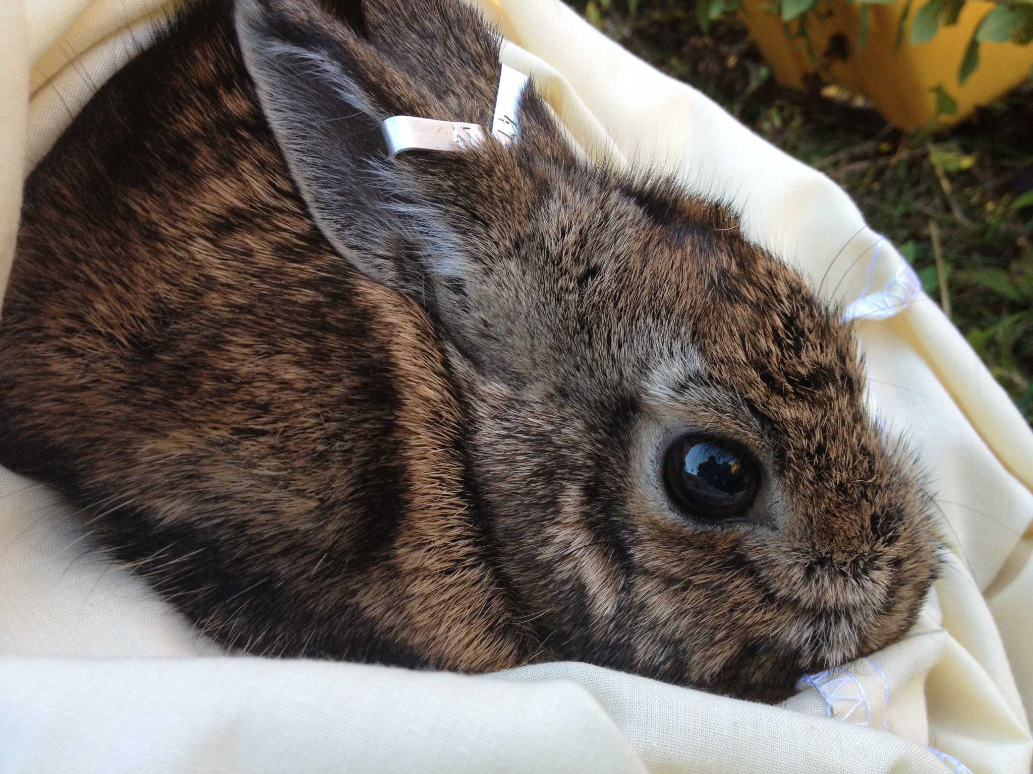 Helping find home for the New England cottontail