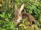Helping find home for the New England cottontail