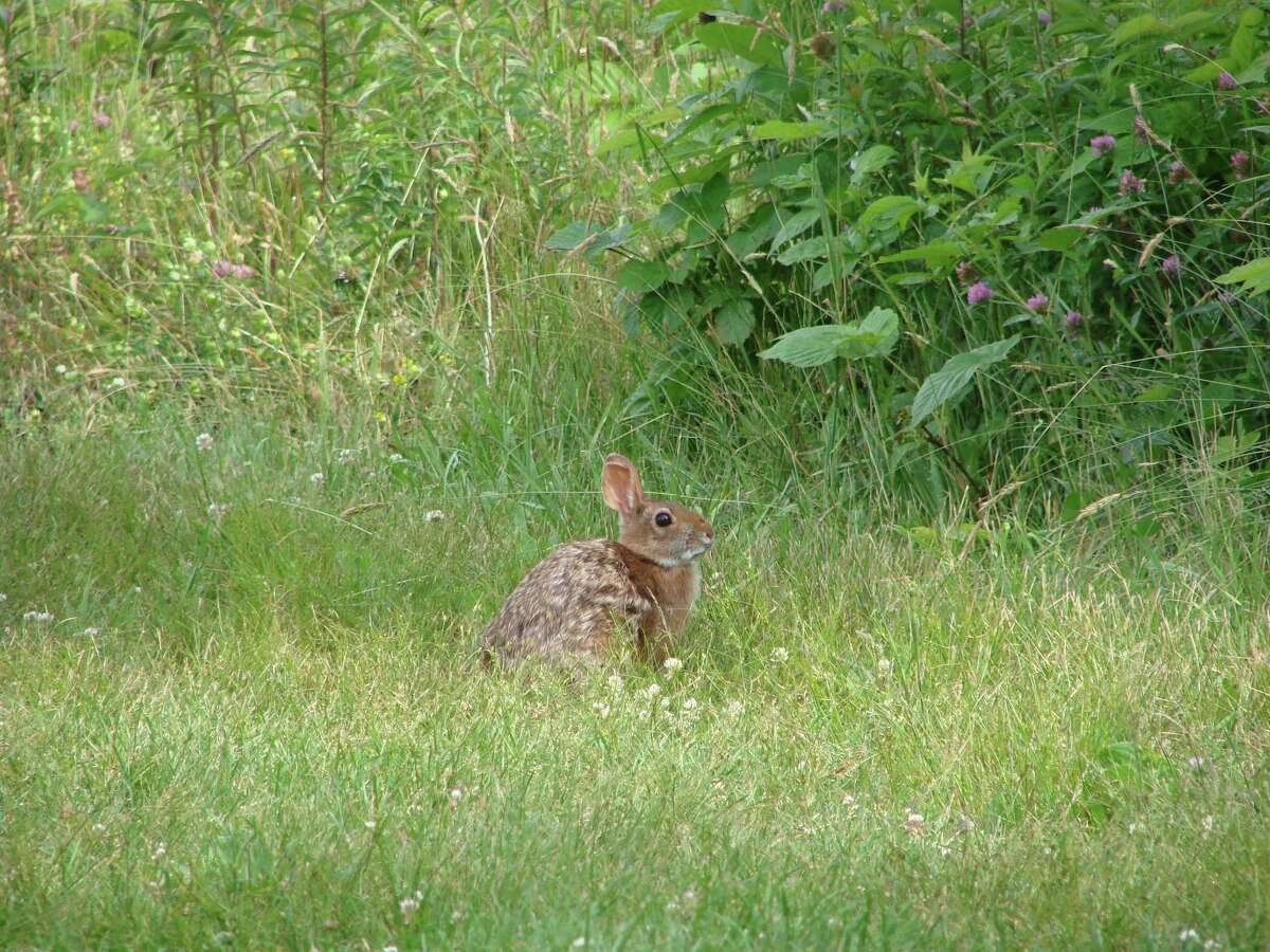 Helping find home for the New England cottontail