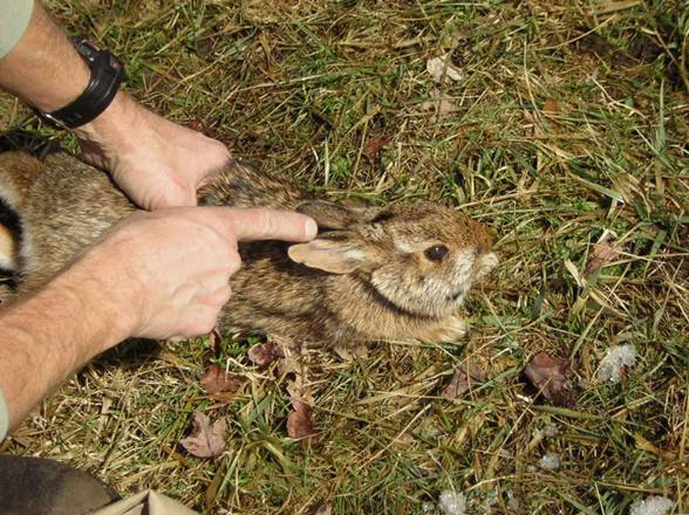 Helping find home for the New England cottontail