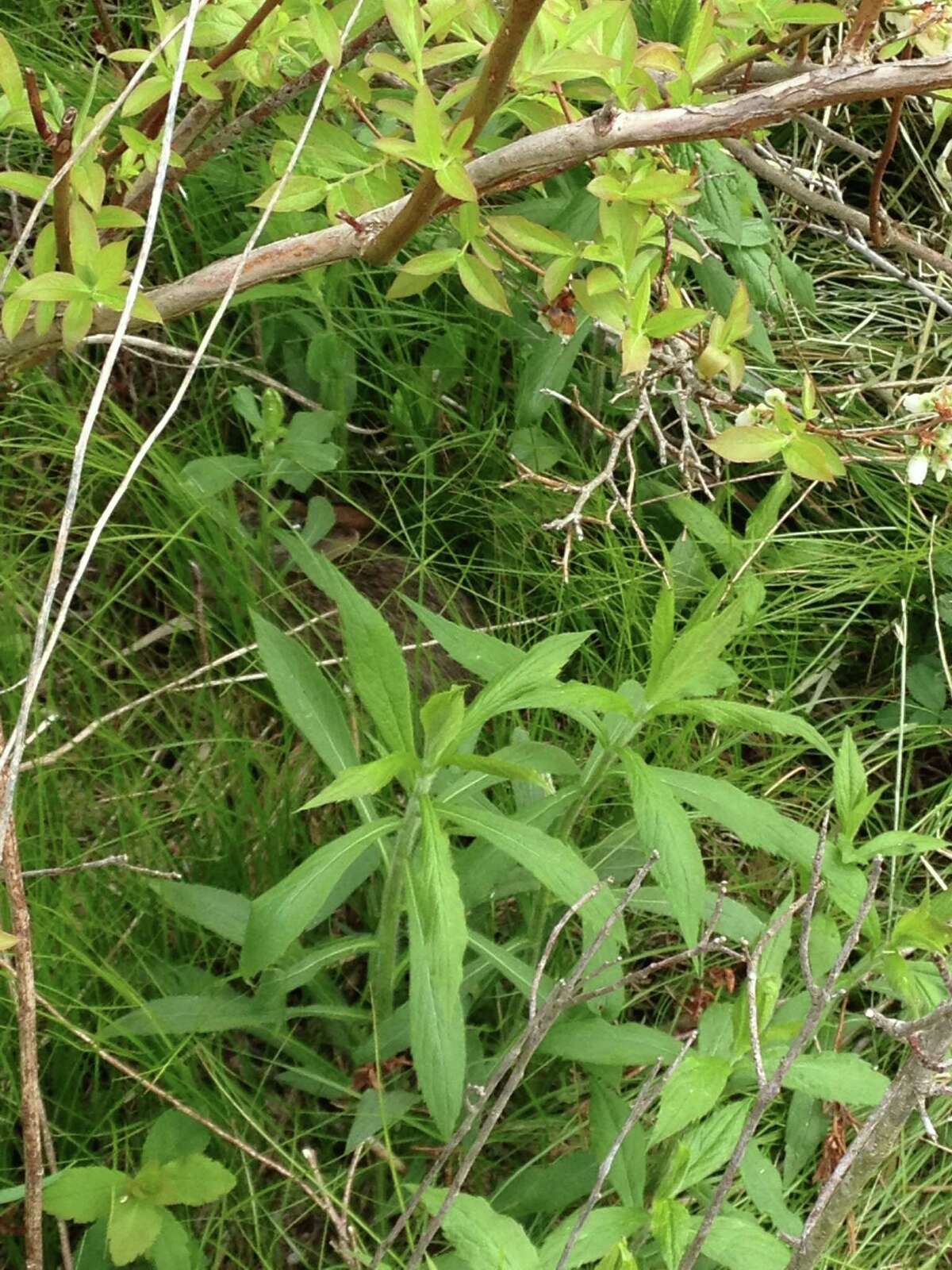 Helping find home for the New England cottontail