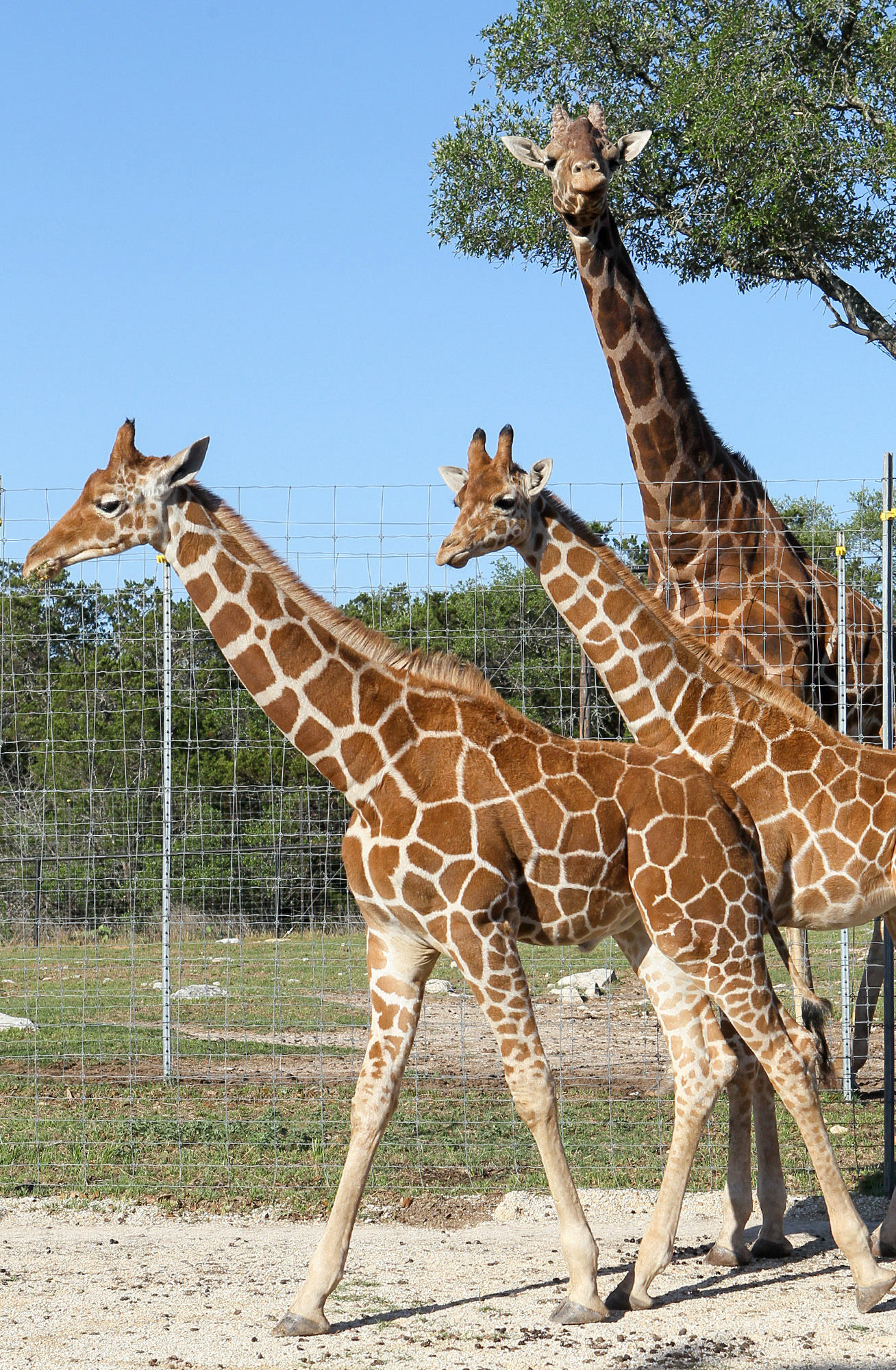 rare twin giraffes born