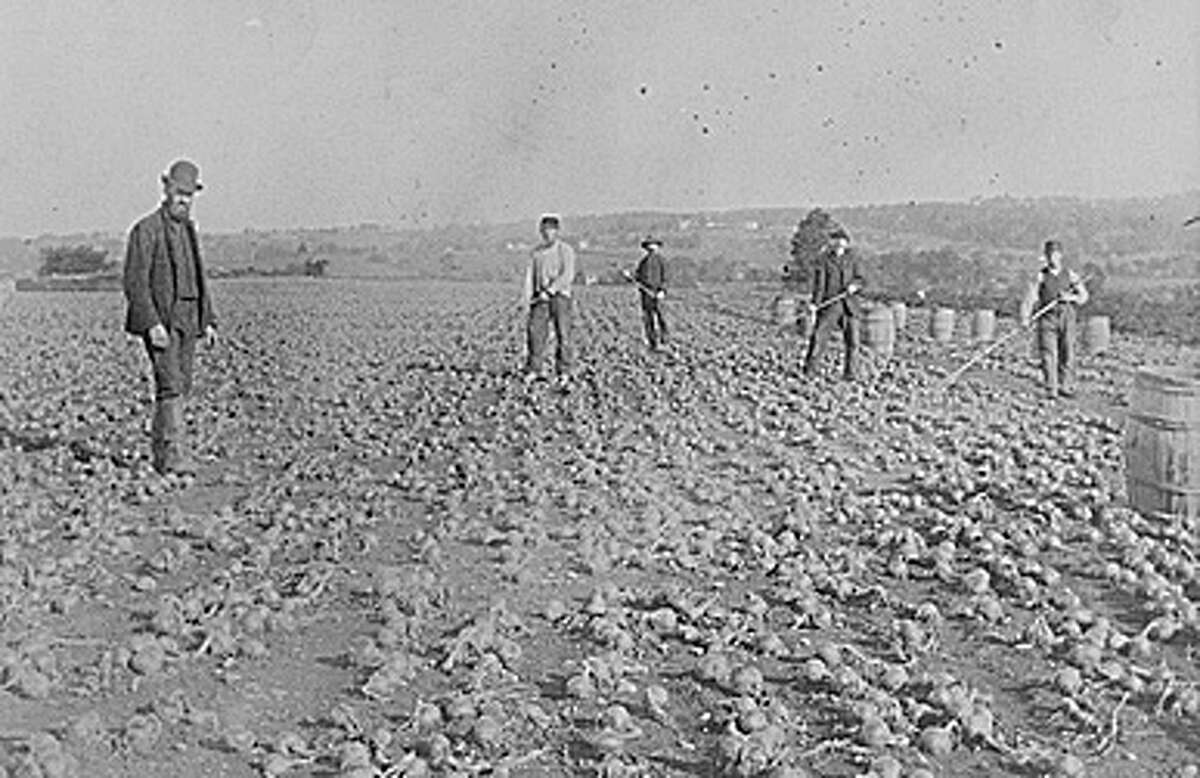 Nellis Sherwood, the man in the bowler hat, farms his onions on Warner Hill in this photograph taken in the 1880s. Onions became a major crop in Fairfield, and Southport was the shipping center for the onions. Courtesy: Fairfield Museum and History Center