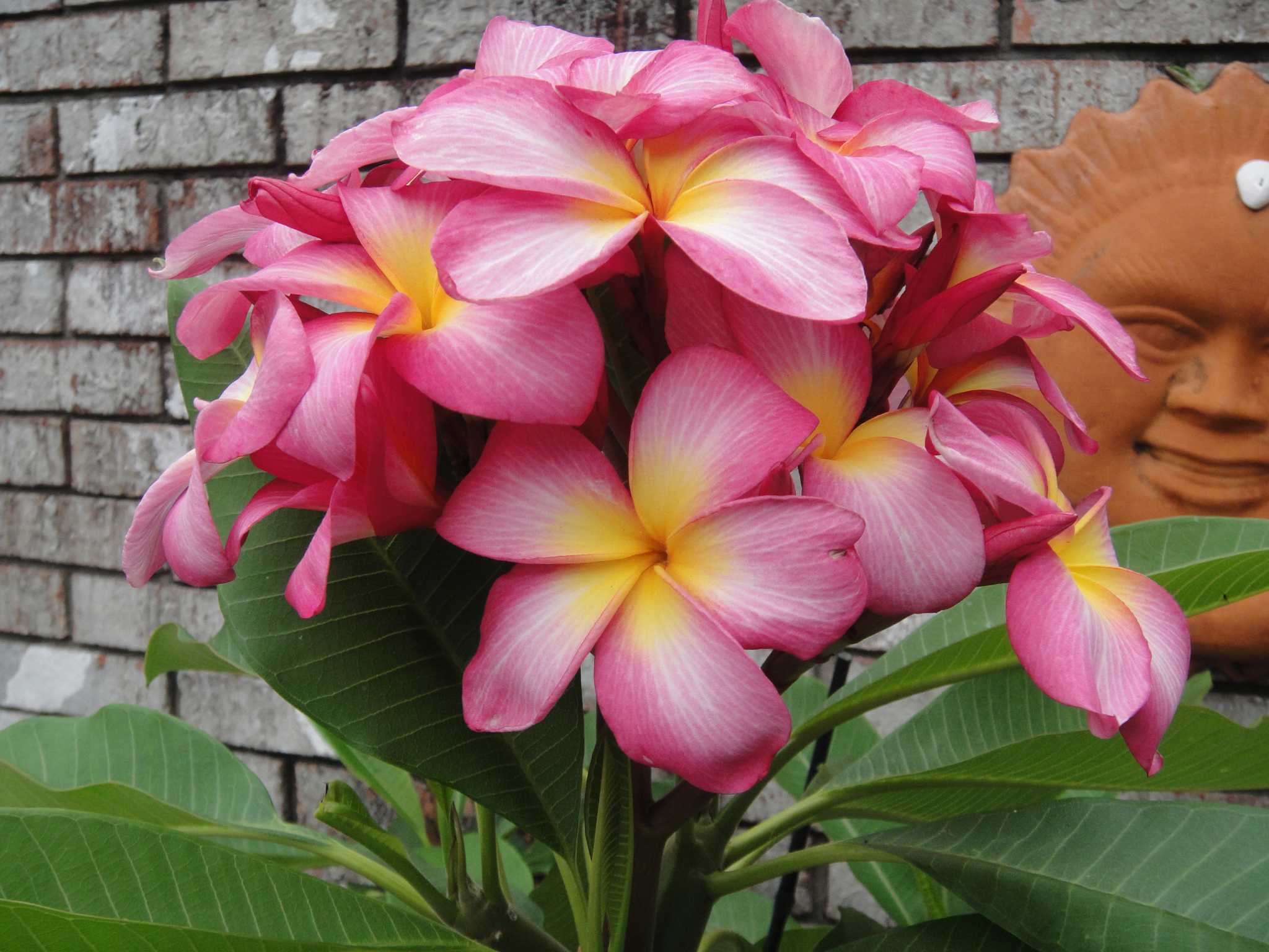 プルメリア Gold Coast Cotton Candy Named Cultivars — Jim