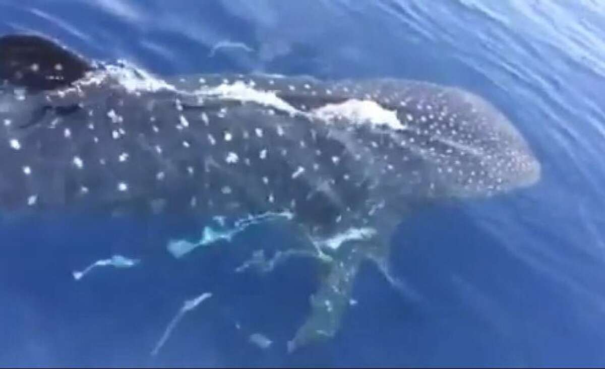 A group fishing in the Gulf catch a rare sighting of a whale shark, the largest fish species in the world.