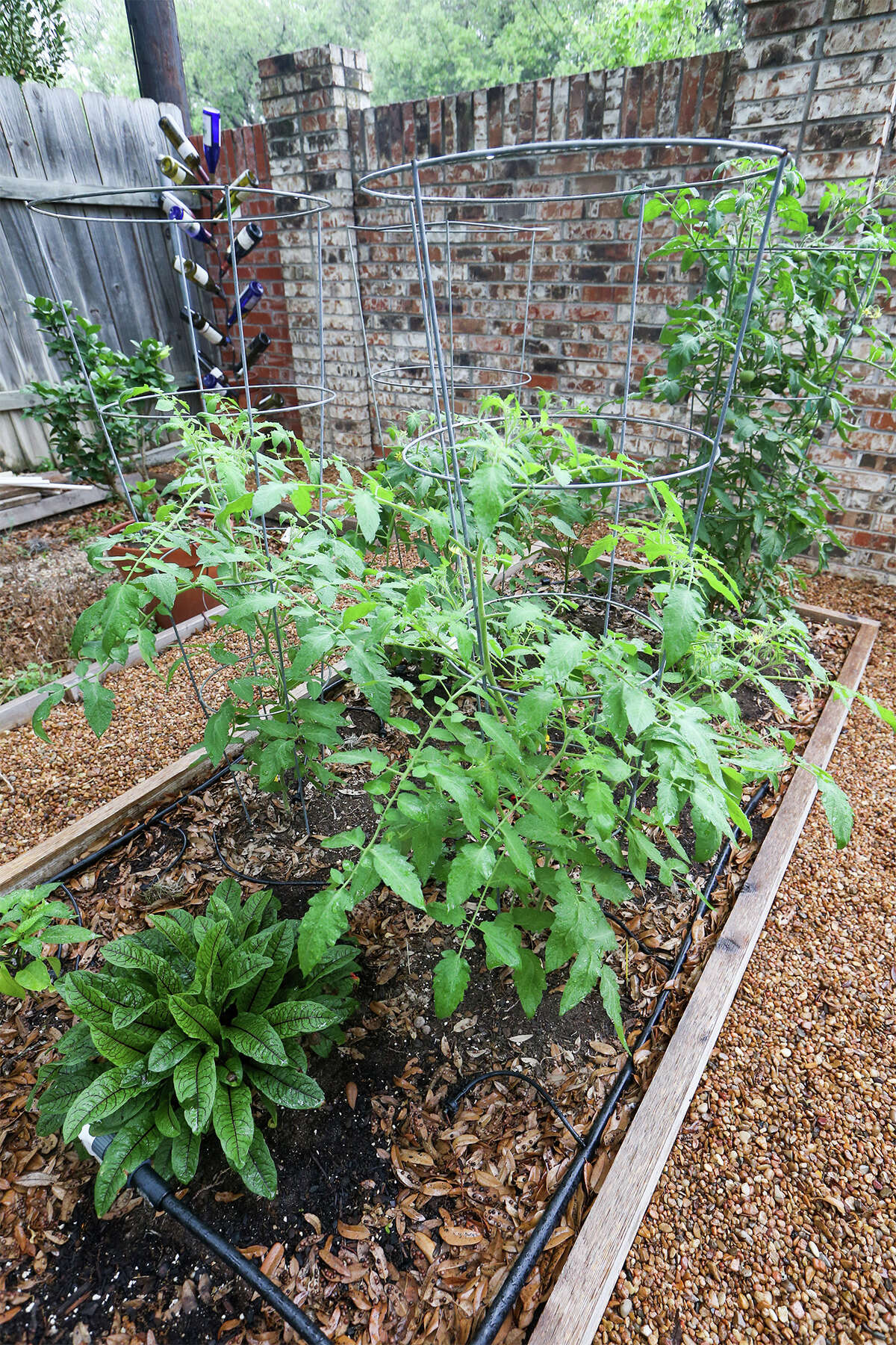 Stephanie Lanier has planted Juliet, Valley Cat and Tycoon tomato plants in this raised bed in her garden on Sunday, May 25, 2014. MARVIN PFEIFFER/ mpfeiffer@express-news.net