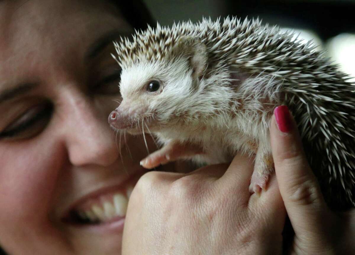 Cute And Prickly Hedgehogs Finding Homes As Pets,Bloody Mary Costume