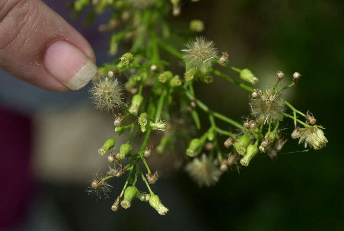 FILE - In this Aug. 14, 2001, file photo, Loretta McConegy points to the pollen on a ragweed plant in Newark, N.J. (AP Photo/Daniel Hulshizer, File)