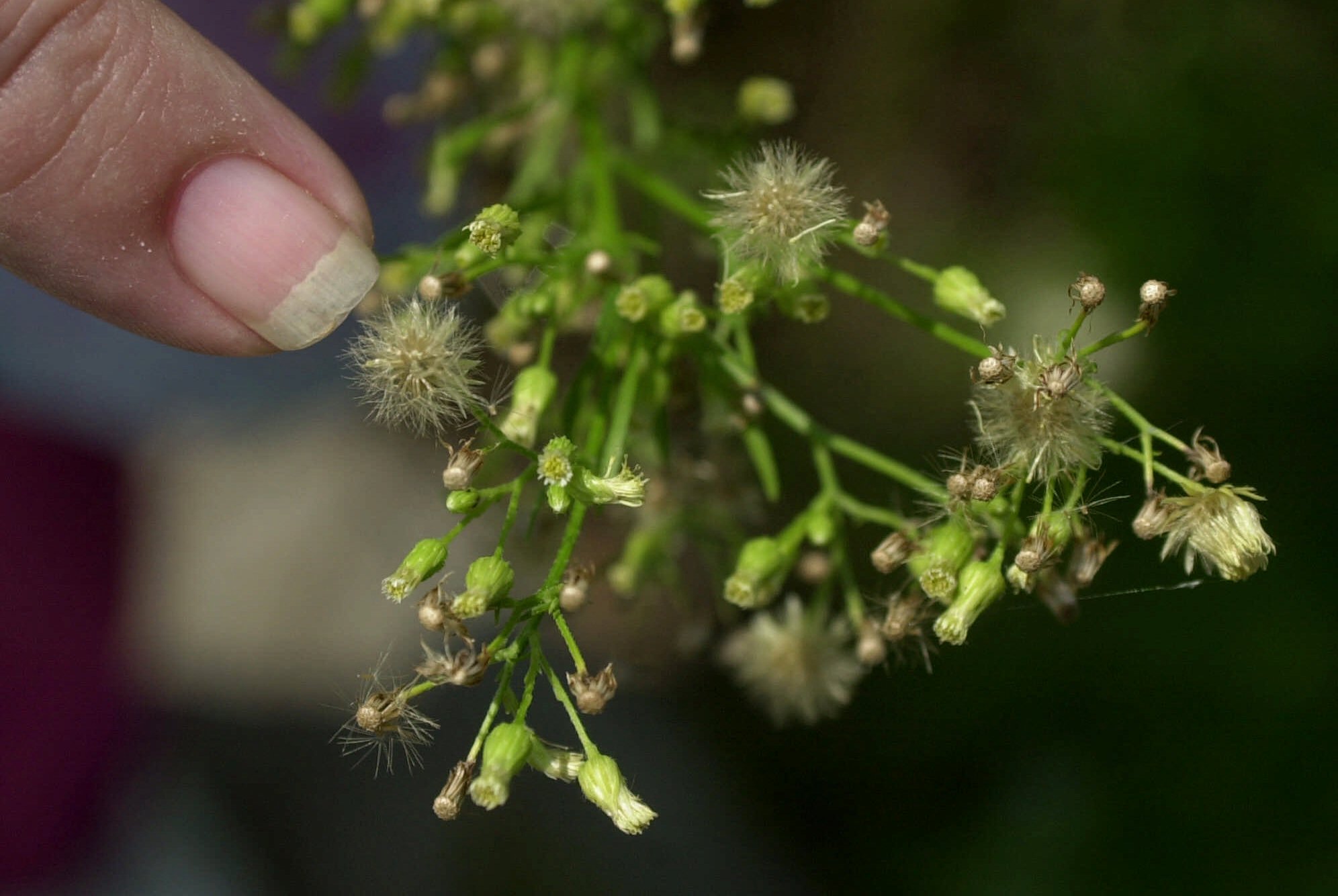 False Ragweed Texas Ragweed Plant Texas