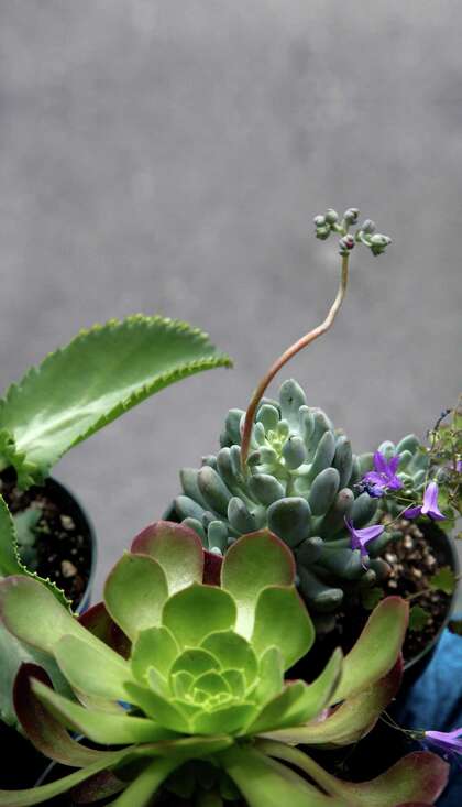 Succulent Extravaganza This Weekend In Castroville Sfchronicle Com