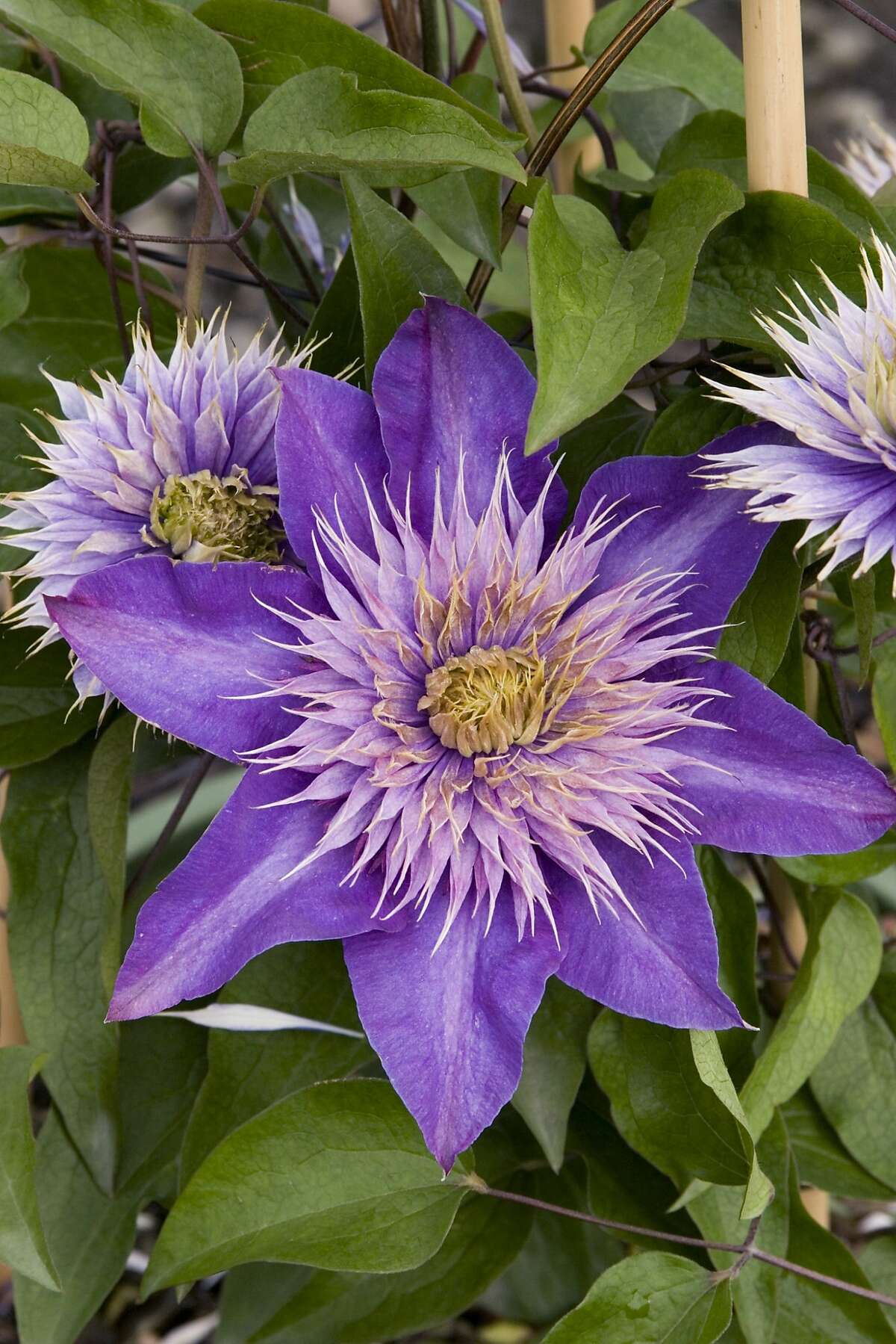 Clematis 'Multi-Blue,' above, has big lavender flowers.