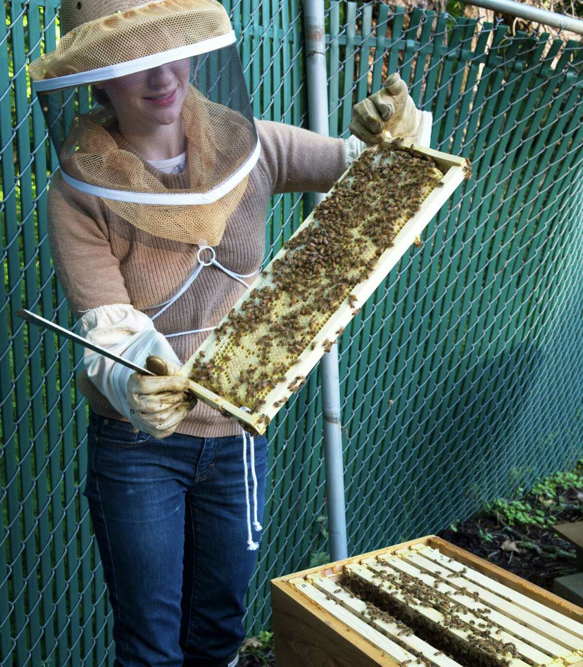 Honey provided colonial families with medicine, sweetner, preservative and beeswax. To illustrate the importance of bee keeping in colonial times, the Ogden House gardens support beehives, here being examined by beekeeper Tess Brown.