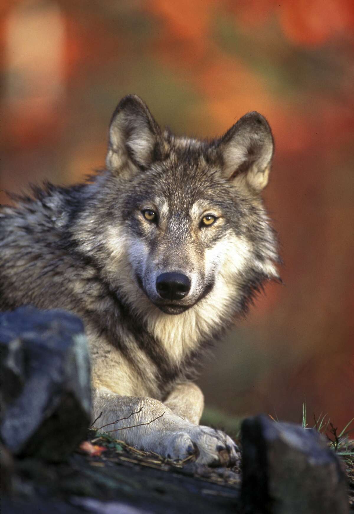 This undated handout photo provided by the U.S. Fish and Wildlife Service shows a gray wolf. An environmental group has filed notice that it will sue the federal government to force it to adopt a plan for the recovery of gray wolves across the lower 48 states. Biologists with the Arizona-based Center for Biological Diversity said Tuesday, Dec. 21, 2010 they want to expand that recovery nationwide.