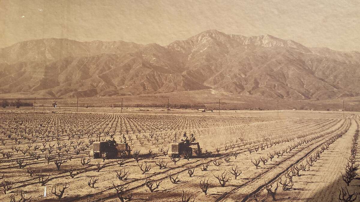 A 1940s photograph showing vineyards in the Cucamonga Valley near what is now the Ontario airport. The land, once owned by the Guasti and Hofer families, among others, was largely annexed to make way for the airport and other development. The San Gabriel Mountains can be seen in the background.
