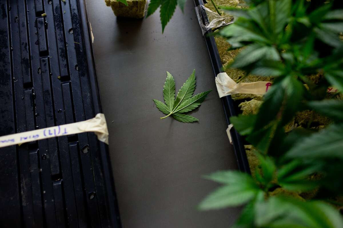 A leaf sits after falling off a plant in the medical marijuana clones department at Harborside Health Center in Oakland, Calif. on Thursday, June 5, 2014.