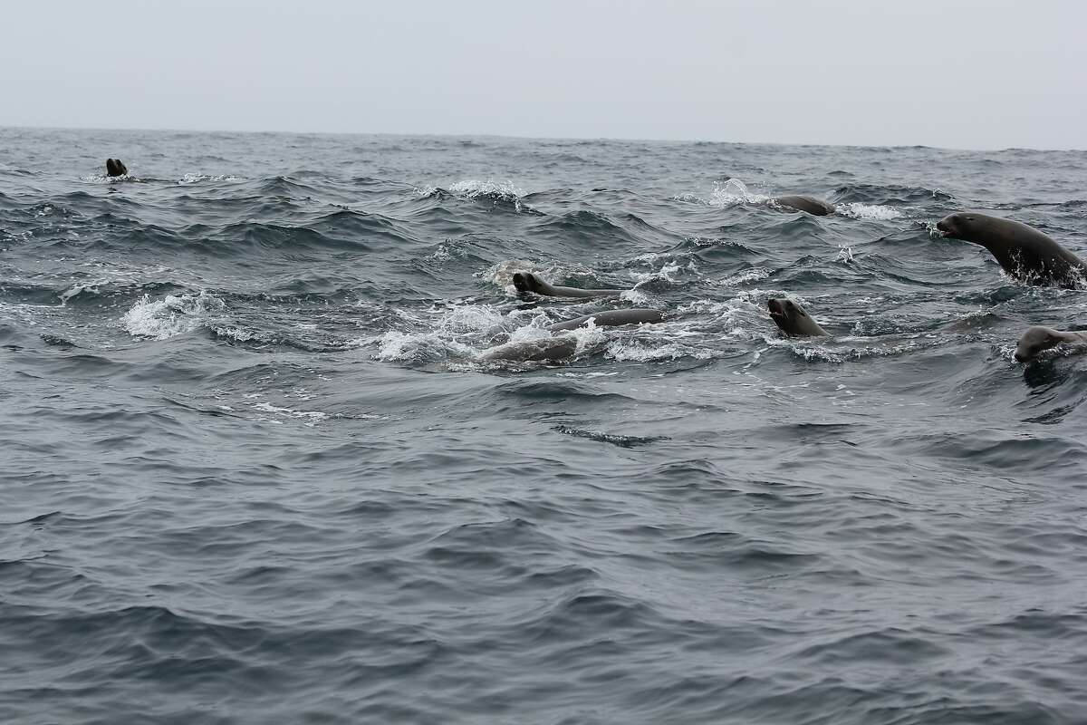 Sea lions leap in a circus-like frenzy amid feeding humpback whales west of Farallon Islands off Bay Area coast