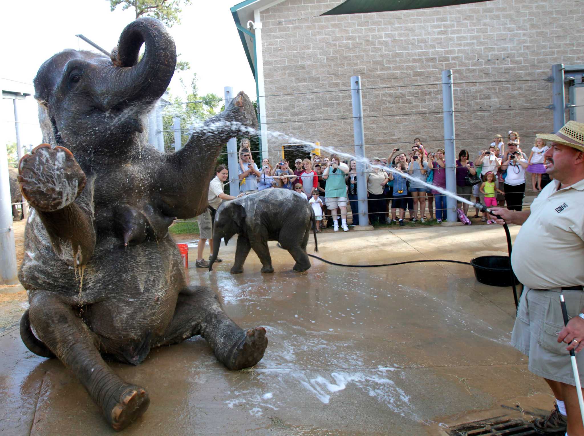 Houston pregnant elephant must drop 500 pounds for safe delivery