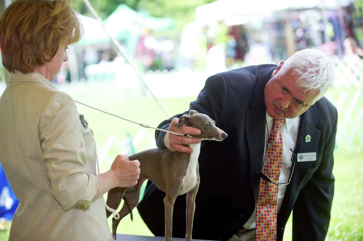 David Kirkland judges Marcy Caton's dog, Tracy, during the Greenwich Kennel Club's All-Breed Dog Show at Calf Pasture Beach in Norwalk, Conn., on Saturday, June 7, 2014.