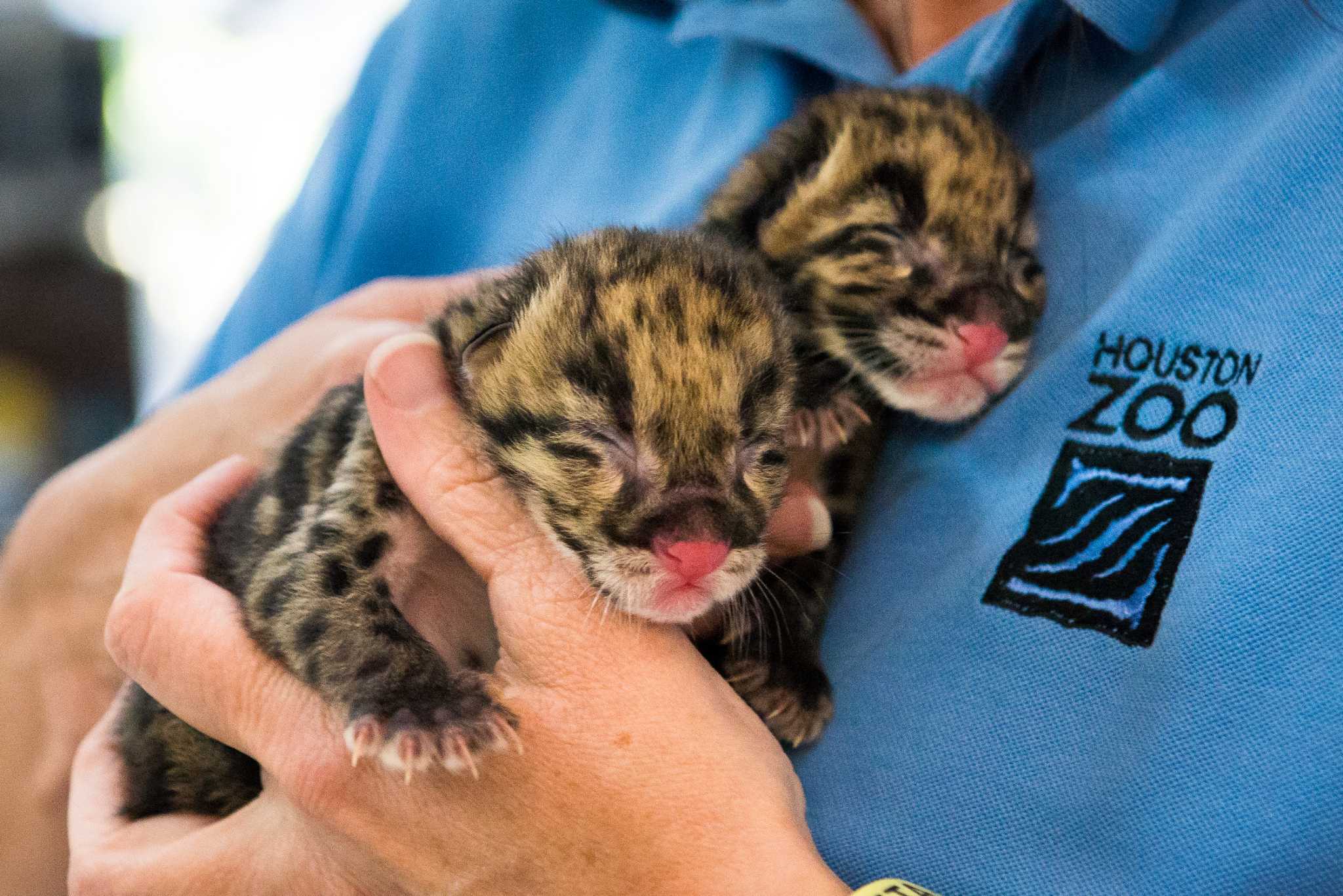 Clouded leopard cubs born at Houston Zoo