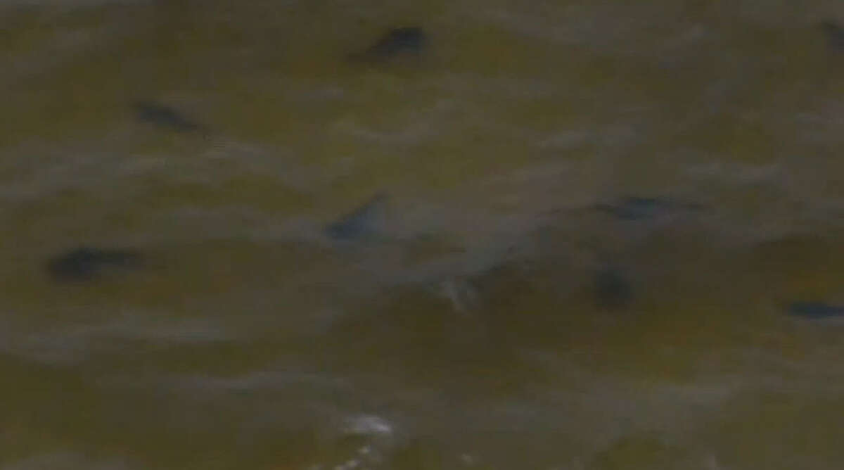 Shark swarm shuts down gulf coast beach