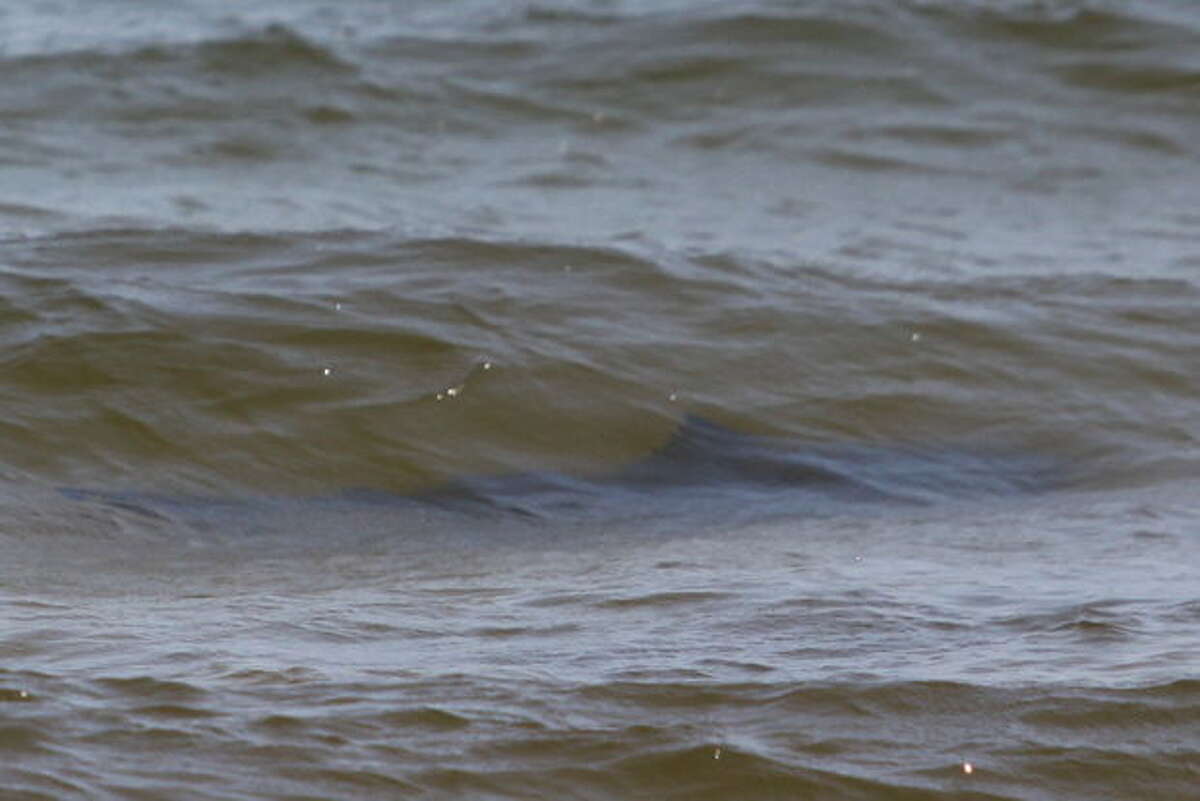 Shark swarm shuts down gulf coast beach