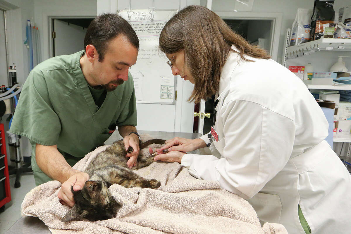 Animal Emergency Room provides medical care and a little loving to ...