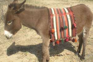 Formerly wild burros find loving home on Arizona ranch
