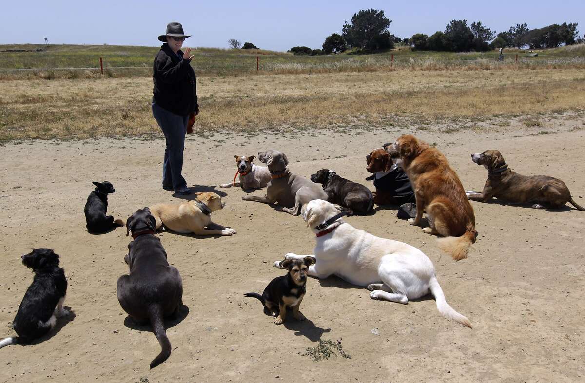 Foxtail season can make walk in a dog park painful
