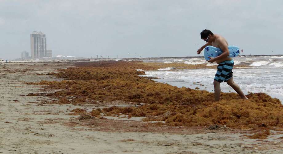 Tourists Grumble As Galveston Seaweed Clean Up Continues Houston Homar Villatoro Walks Over A Mound Of Seaweed On The Beach Near 19th Street Thursday