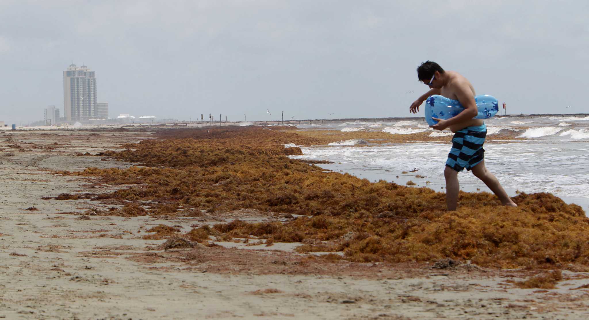 Tourists grumble as Galveston seaweed clean-up continues - Houston Chronicle