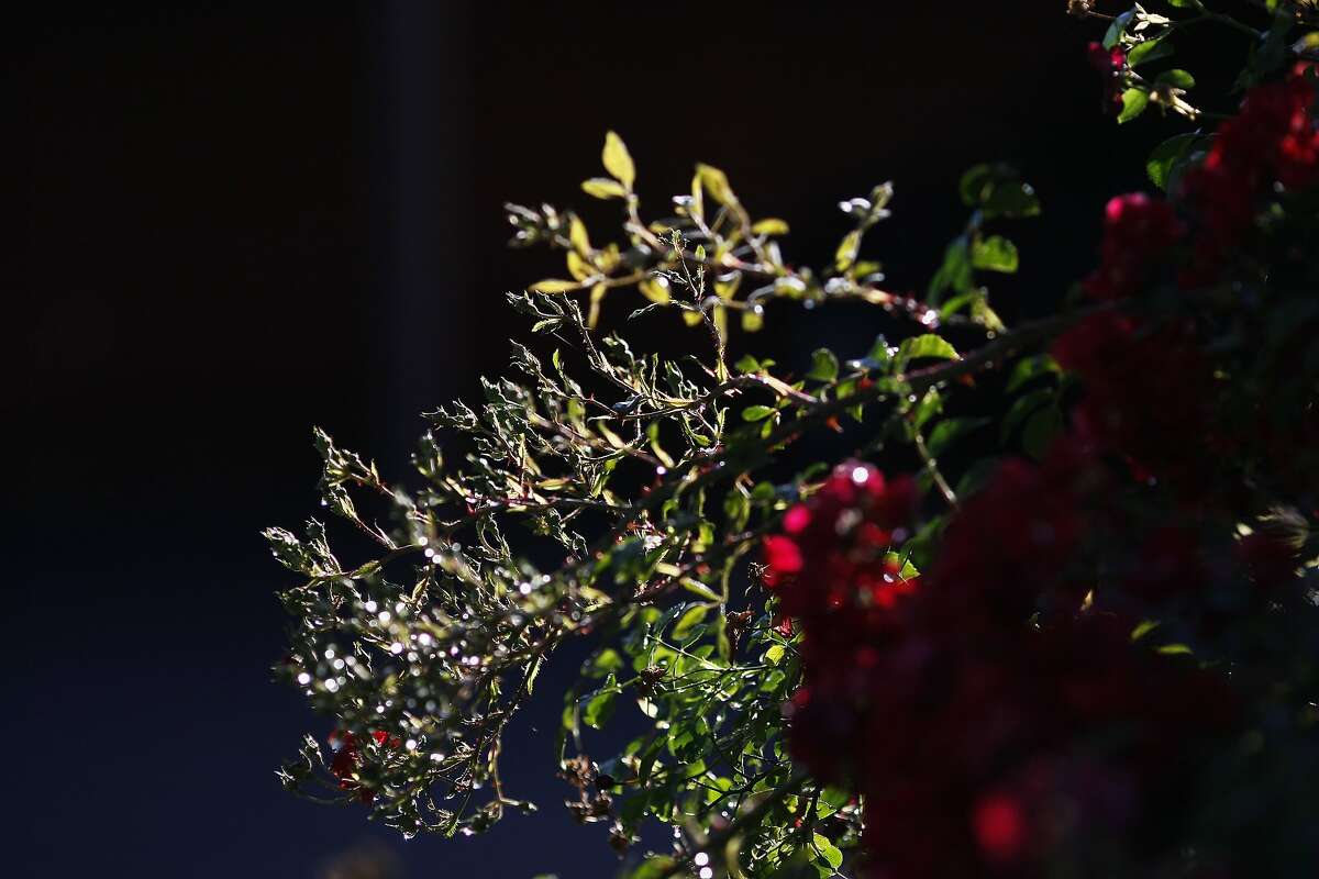 Flowers are seen on the corner of Rengstorff Ave. and California St. where a mountain lion was spotted in Mountain View, Calif. on Wednesday, June 11, 2014. Last month a mountain lion wandered from Big Basin Redwood State Park to Mountain View.